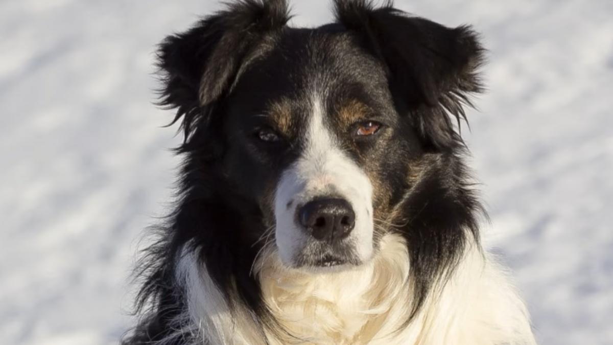 helios se pregateste sa iasa la pensie povestea primului caine salvator montan din romania e disciplinat curajos calm si devotat