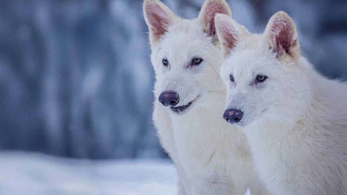 trei lupi antici disparuti acum 10 000 de ani au fost readusi la viata