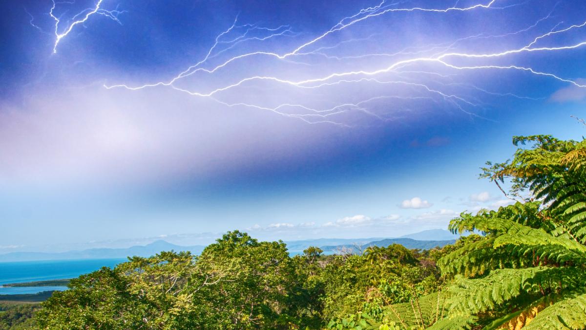 a fost descoperit copacul care isi omoara dusmanii cu fulgerul arborele cumaru produce mai multa fasole tonka daca e curentat