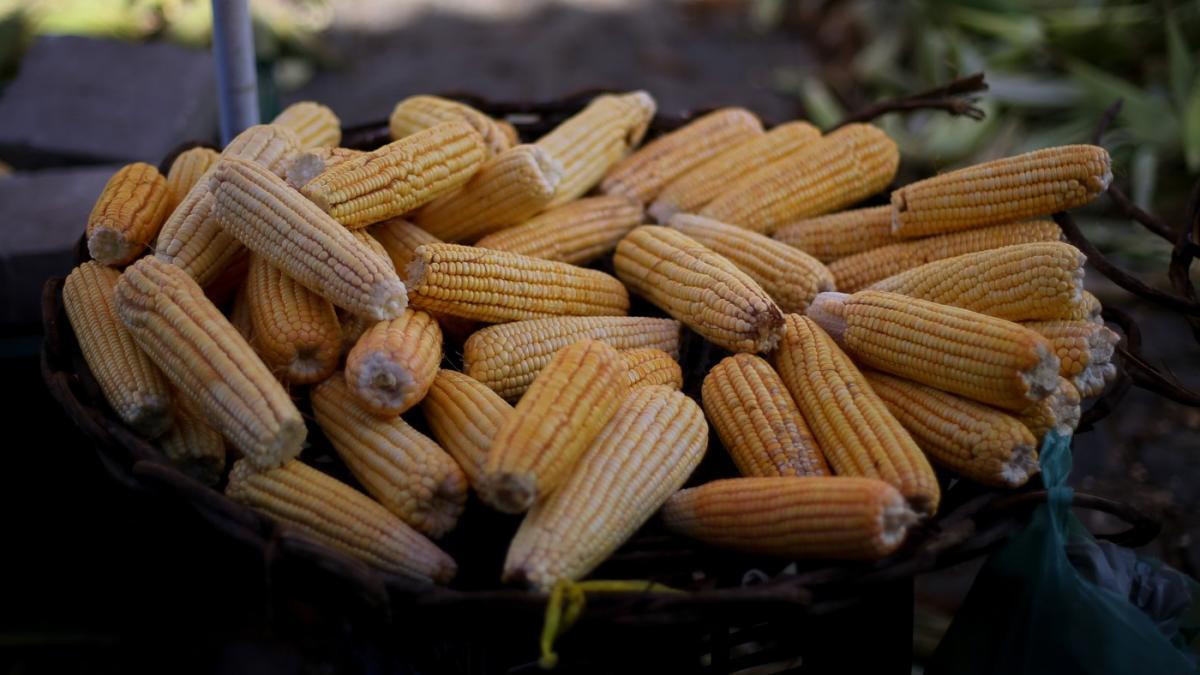 comisia-europeana-importuri-porumb-modificat-genetic-hrana-animalelor-910674