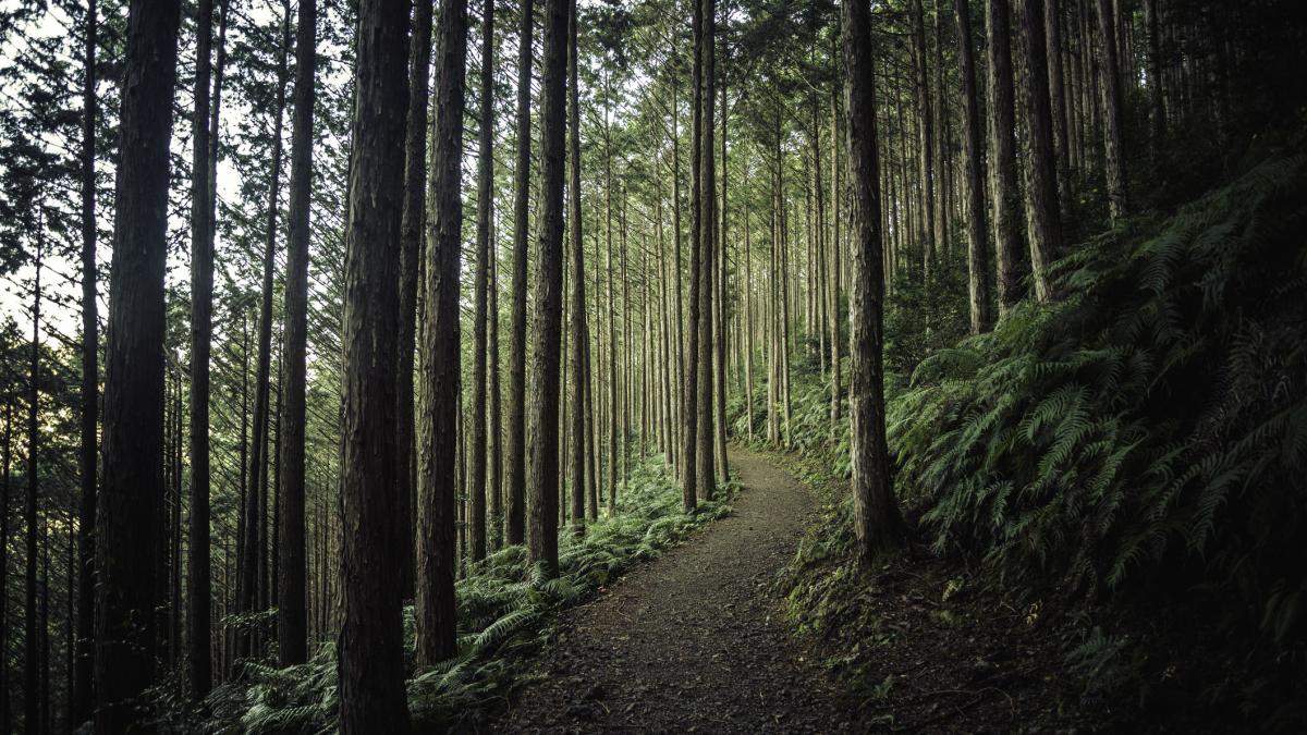 prima de impadurire a fost majorata cati bani vor primii proprietarii de terenuri care planteaza hectare de copaci