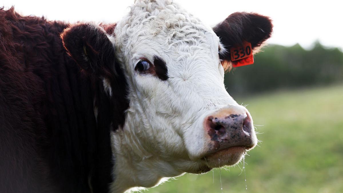 vaca