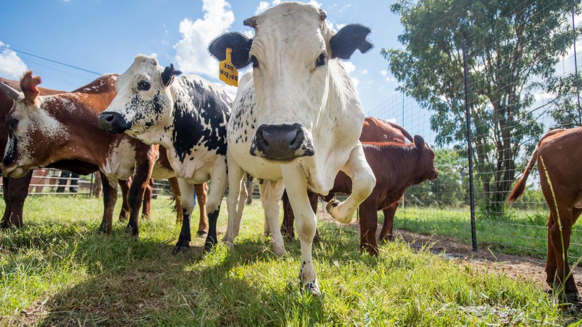 marea britanie interzice calatorilor din ue sa aduca carne si produse lactate din cauza raspandirii febrei aftoase