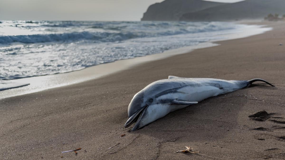 motivul neobisnuit pentru care sute de delfini mor de foame in florida