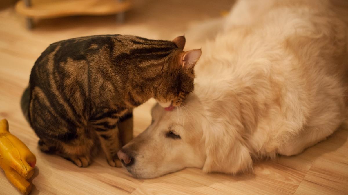 studiu surprinzator cum un animal de companie iti poate schimba viata mai mult decat crezi