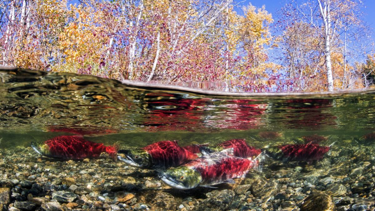 apele sunt poluate cu medicamente anti anxietate care drogheaza somonii si ii fac nesabuiti in timpul migratiei arata noi studii