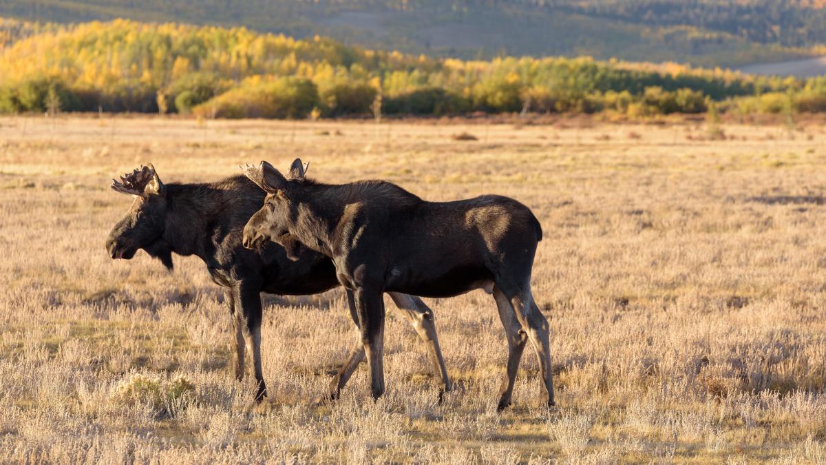 nu dorm nu merg la toaleta milioane de oameni stau non stop cu ochii lipiti de un ecran sa urmareasca o turma de elani