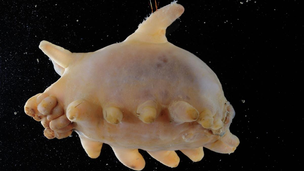 s au gasit noi creaturi marine in oceanul antarctic un gratios fluture de mare purcelusi de mare si paianjeni de mare