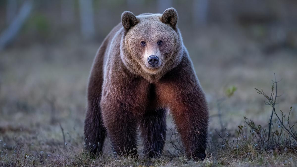 alerta in targoviste un urs a fost vazut intr o localitate din apropiere oamenii au primit mesaj ro alert alerta in targoviste un urs a fost vazut intr o localitate din apropiere oamenii au primit mesaj ro alert