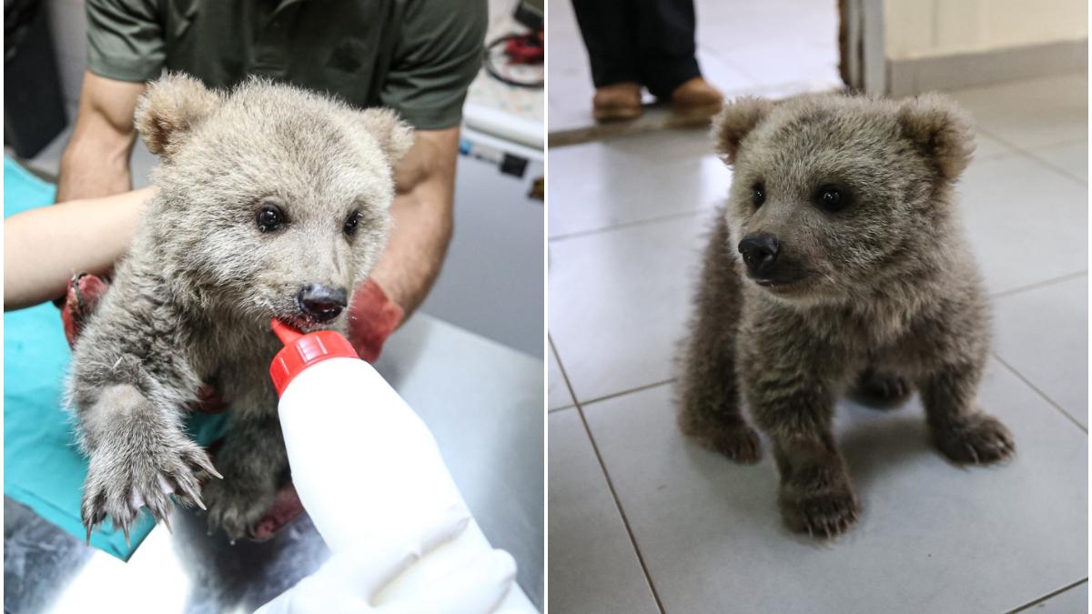 doi ursuleti gasiti abandonati in padure au devenit mascotele centrului care i a salvat