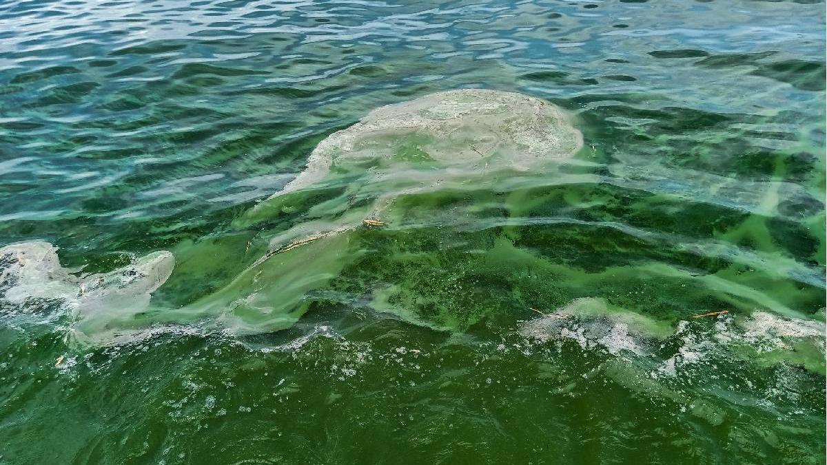 pericol de poluare la malul marii negre cum vor fi afectati turistii de 1 mai