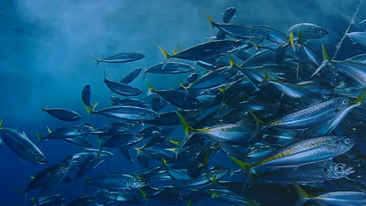teste facute la constanta au stabilit efectele devastatoare ale unui pesticid asupra pestilor din marea neagra