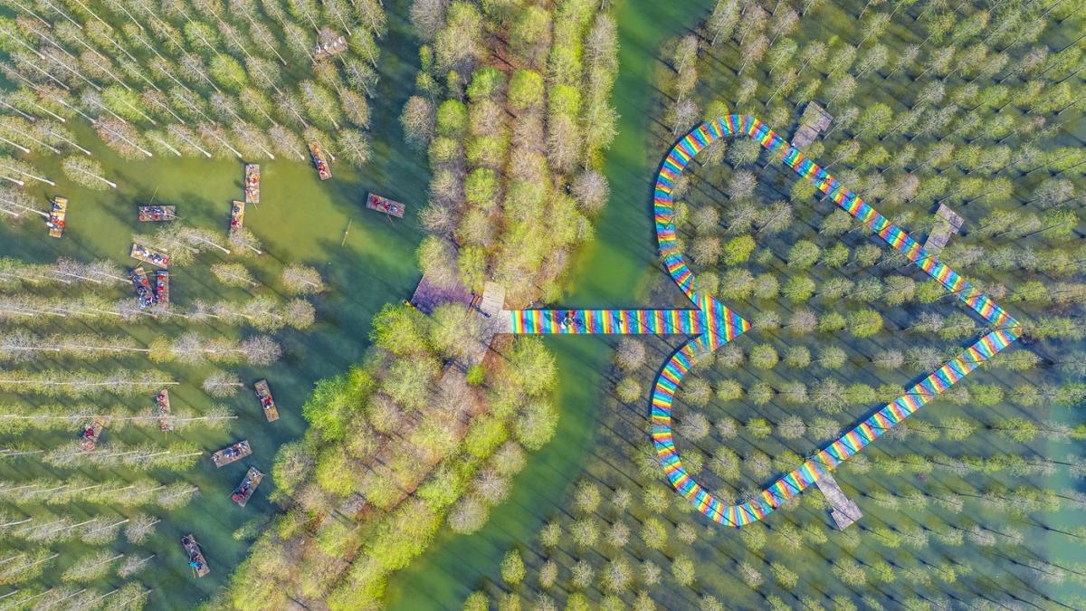 imagini spectaculoase cu padurea care pluteste experienta turistica inedita printre copacii care cresc din apa