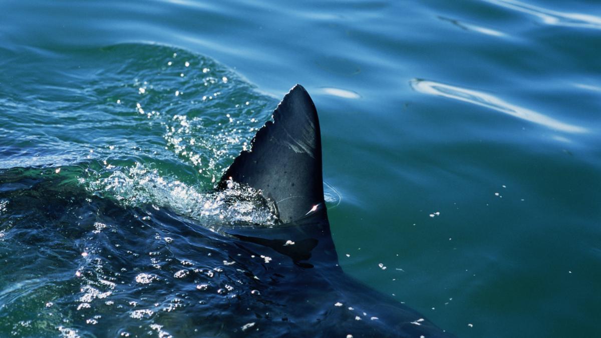 barbat ucis de rechin in largul coastei israelului oamenii de pe mal au privit ingroziti a doua zi au fost gasite ramasite umane