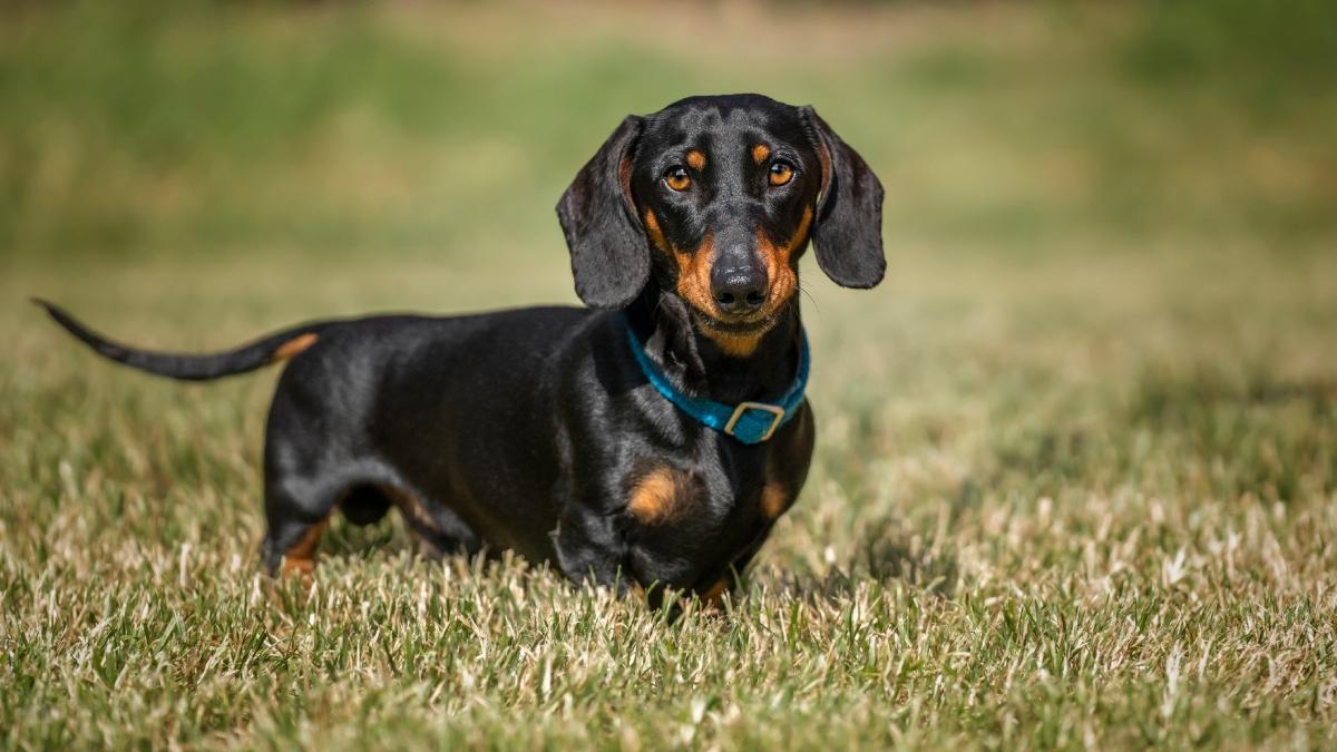 valerie o catelusa pierduta in australia a fost gasita dupa 529 de zile suntem atat de fericiti ca este bine