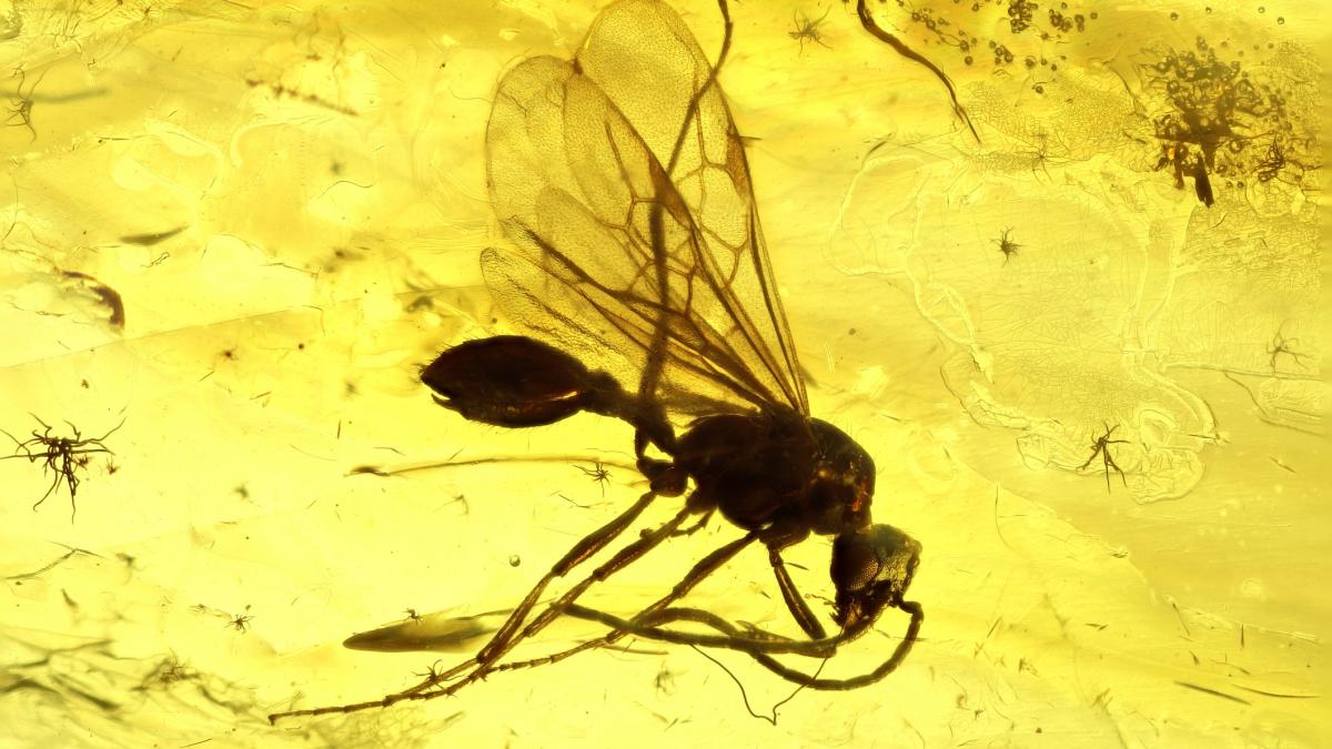 O fosilă a unei furnici preistorice a fost descoperită în Brazilia. Când a trăit "furnica iadului"