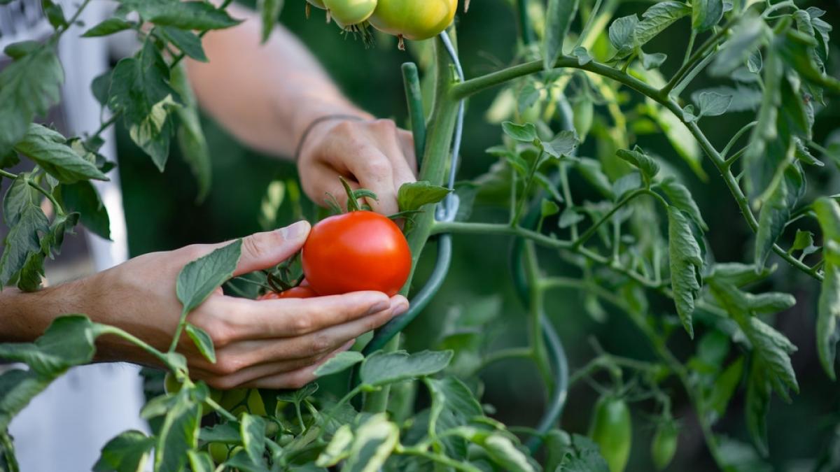 cum protejezi cultura de tomate 4 aspecte ale unei abordari moderne