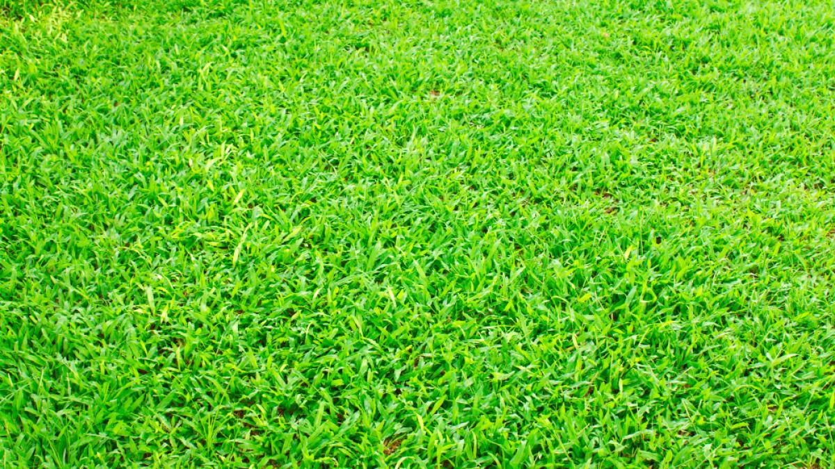5 reguli pentru alegerea semintelor pentru gazon