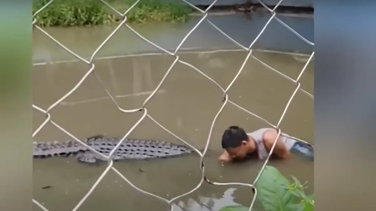 un barbat a vrut sa si faca un selfie cu un crocodil si a fost atacat a crezut ca e statuie momentul a fost filmat