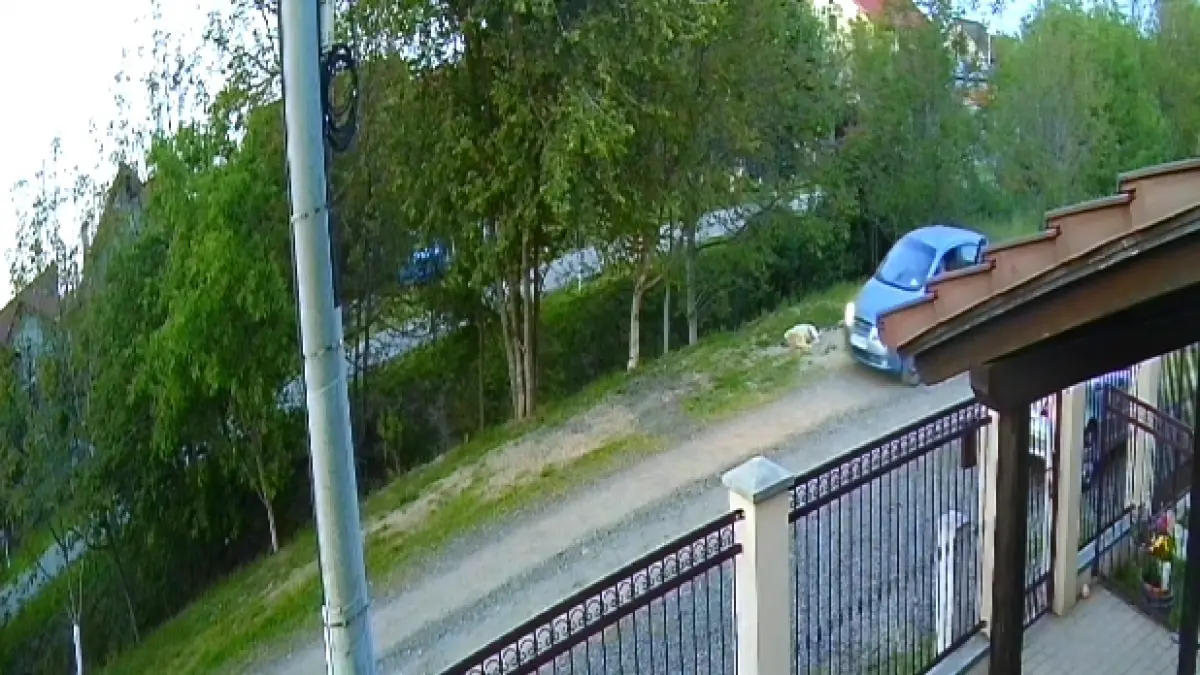 un caine fara stapan ar fi fost impuscat pe o strada din timisoara politistii au un suspect