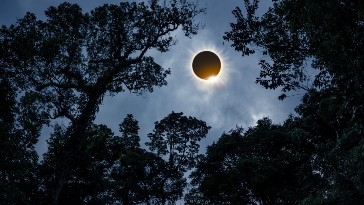 Înainte de o eclipsă solară, copacii „vorbesc” între ei. Un nou studiu arată cum arborii bătrâni trimit informații către cei tineri