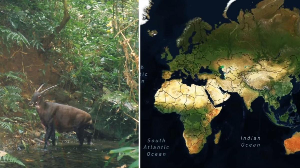 descoperiri uluitoare despre unicornul asiatic animalul misterios si extrem de rar vazut ultima data in salbaticie in urma cu 12 ani