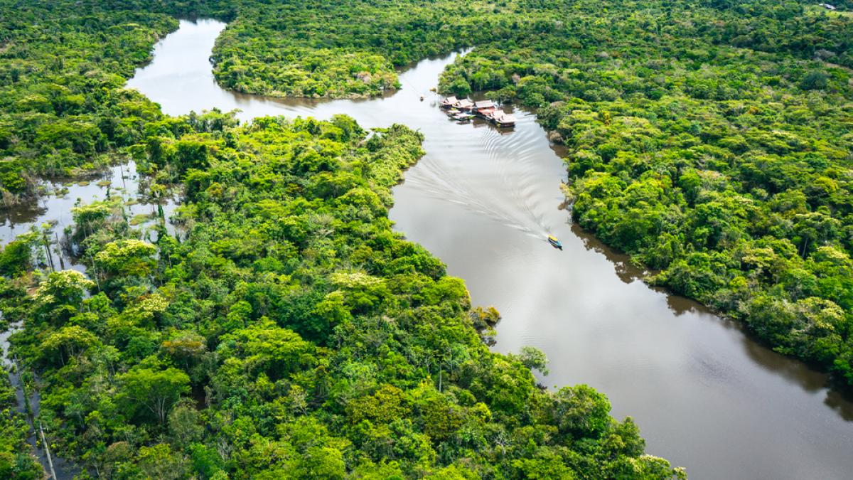 informatii interesante si curiozitati despre jungla amazoniana