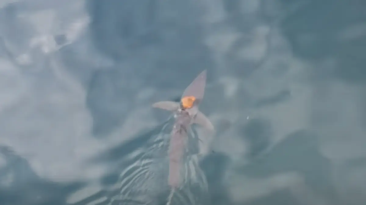 imagini uluitoare in mijlocul oceanului o caracatita a calarit cel mai rapid rechin din lume