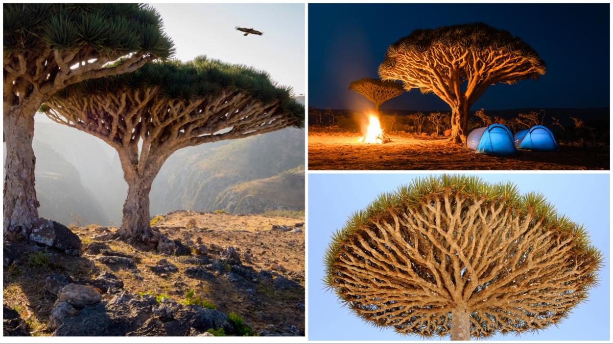 acesti copaci cu sange de dragon exista intr un singur loc pe pamant acum schimbarile climei si caprele le ameninta supravietuirea