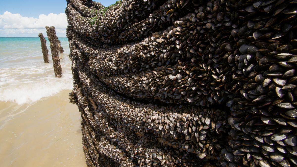 alerta in america de nord din cauza unei invazii de midii nemaivazute pana acum acolo e o amenintare urgenta