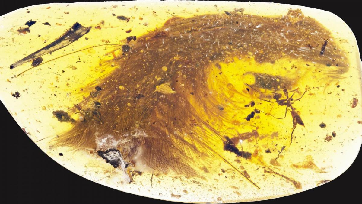 oamenii de stiinta au descoperit o coada de dinozaur uimitoare veche de 99 de milioane de ani prinsa in chihlimbar