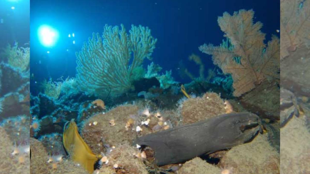 oamenii de stiinta au descoperit 2 6 milioane de oua aurii langa un vulcan subacvatic schimba tot ce stim despre viata pe planeta