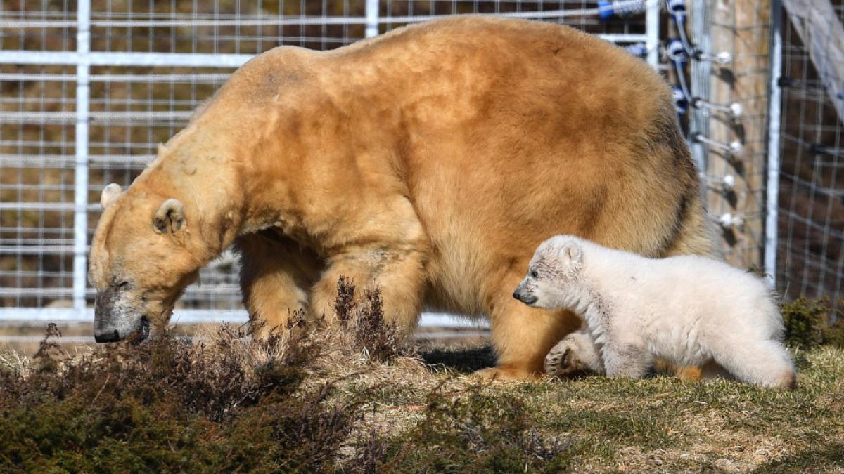 victoria cel mai batran urs polar din marea britanie a fost eutanasiata la varsta de 28 de ani