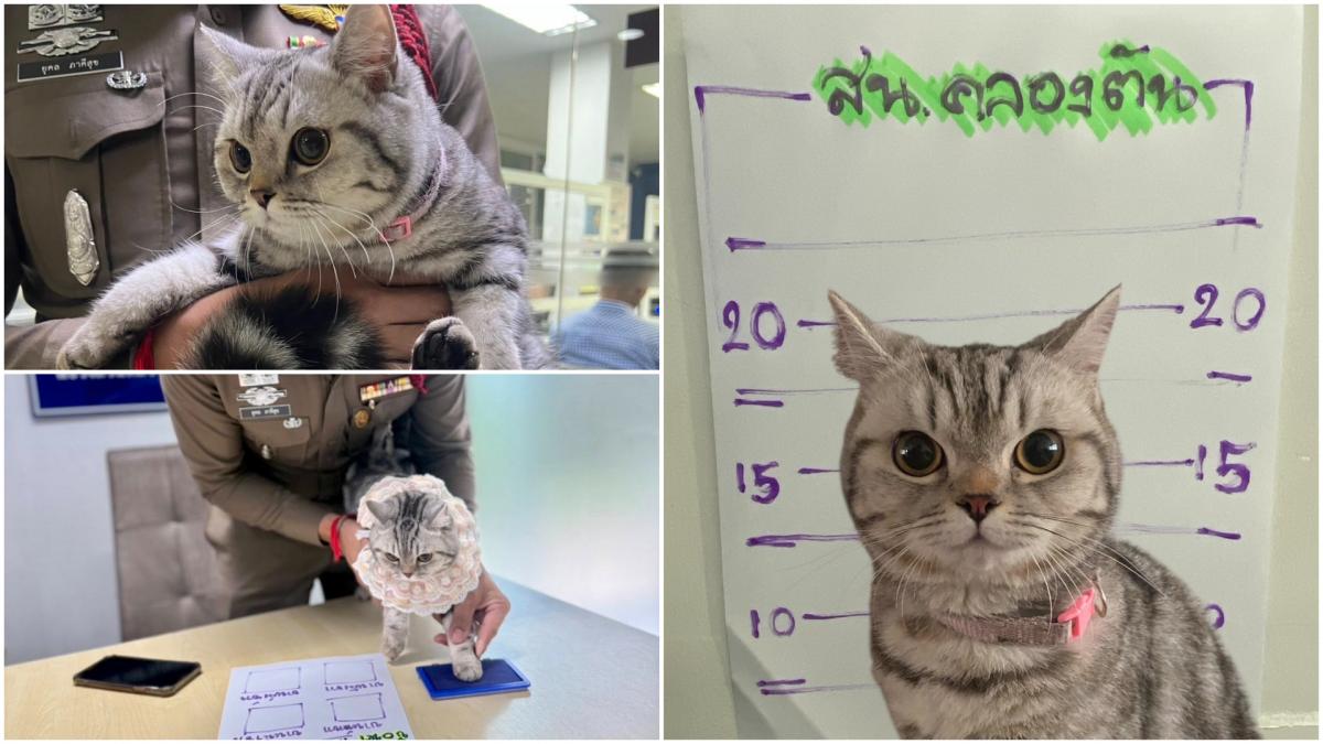 o pisica simpatica a ajuns sa fie arestata si amprentata pentru ca a fugit de acasa si a vrut sa i muste pe politistii care au gasit o