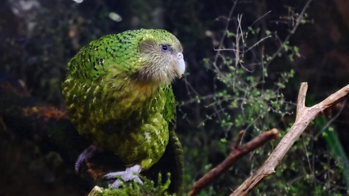 oamenii de stiinta au salvat o specie uriasa de papagali prin inseminare artificiala