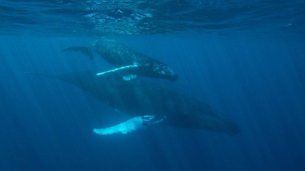 balenele canta oamenii reactioneaza cum sunetele oceanului trezesc dorinta de a proteja natura