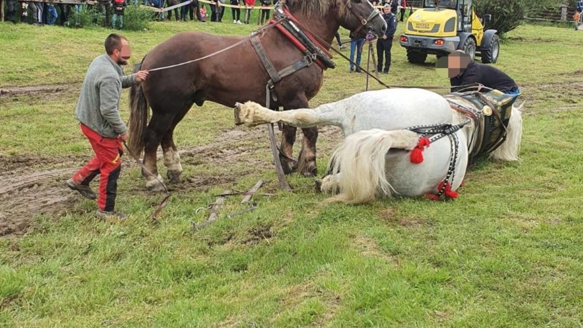 falko un cal de rasa in valoare de 20 000 de euro a murit dupa ce a castigat un concurs de tras busteni de la sangeorz bai