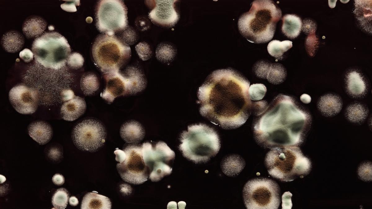 o ciuperca mortala care devoreaza din interior spre exterior s ar putea raspandi pe masura ce lumea se incalzeste