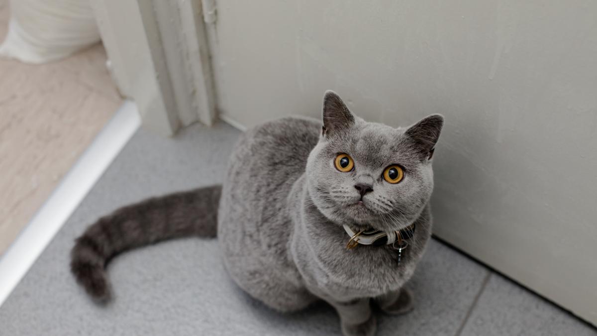 jobul de vis o companie din londra angajeaza o bona pentru pisica ei iar salariul este de 161 000 de euro pe an