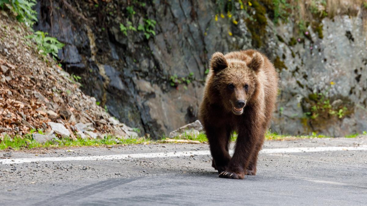 un turist strain a fost muscat de un urs pe transfagarasan in timp ce incerca sa i dea de mancare a fost emis mesaj ro alert