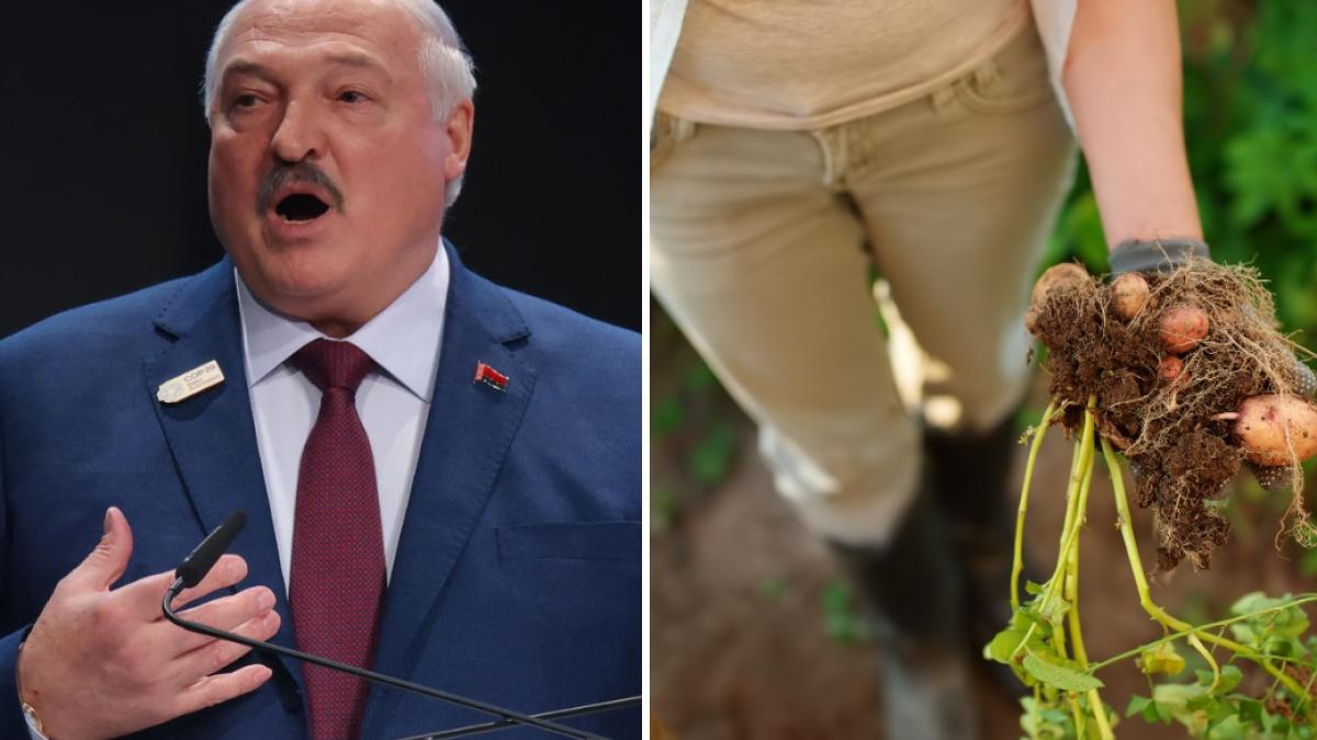 lukasenko le cere fermierilor din belarus sa cultive mai multi cartofi pentru a i putea hrani pe rusi