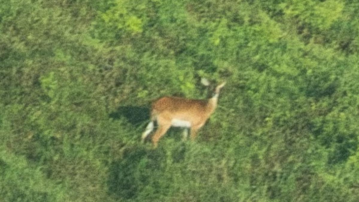 Captură de ecran 2025-05-28 093213