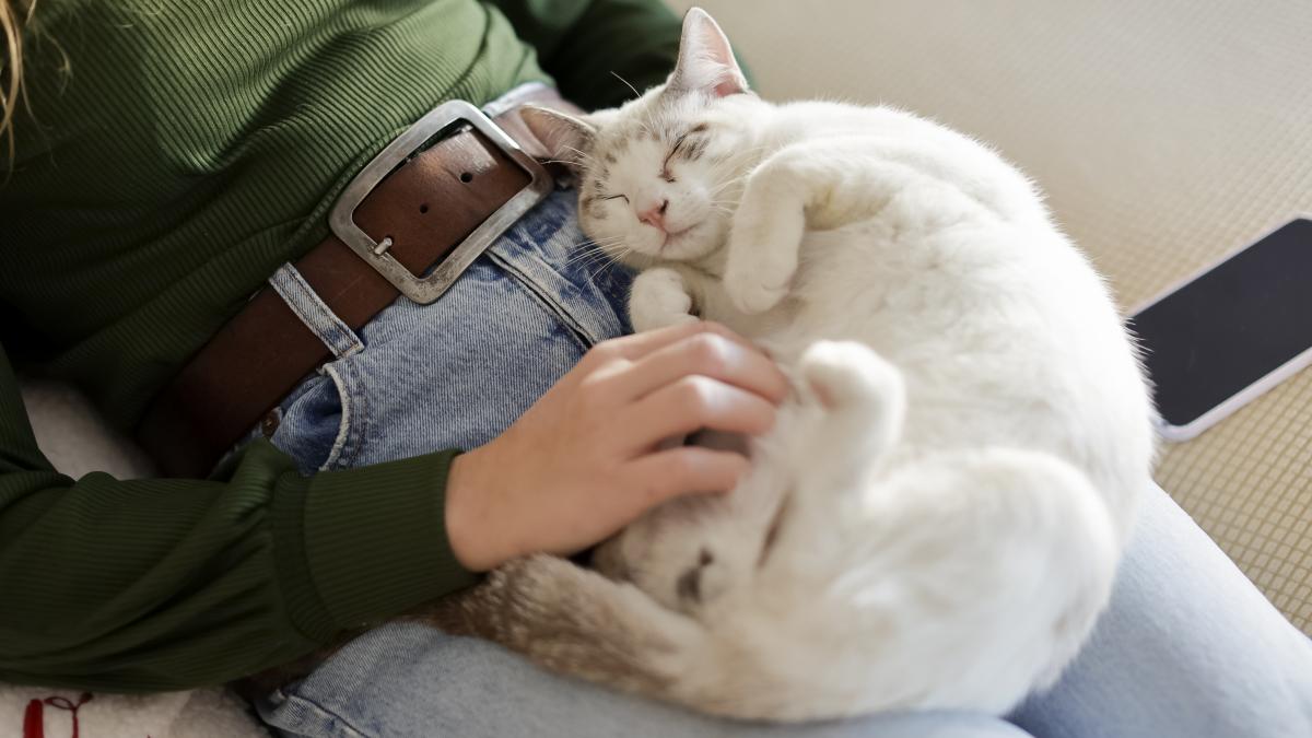 Pisicile domestice fac diferența între mirosul stăpânului lor și cel al unui străin 