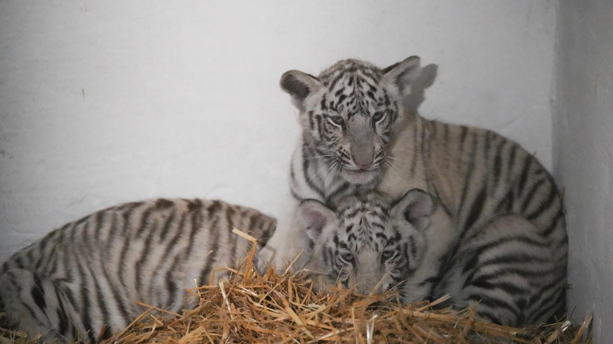 doi pui de tigru alb au fost adusi la gradina zoologica din craiova