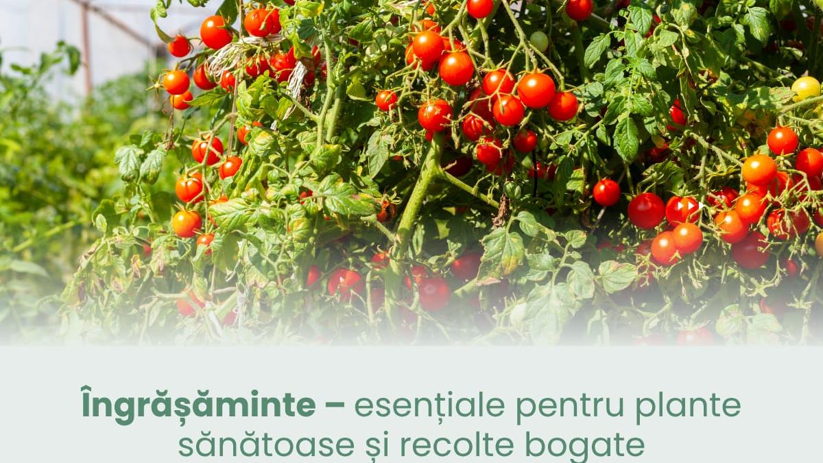 ingrasaminte esentiale pentru plante sanatoase si recolte bogate