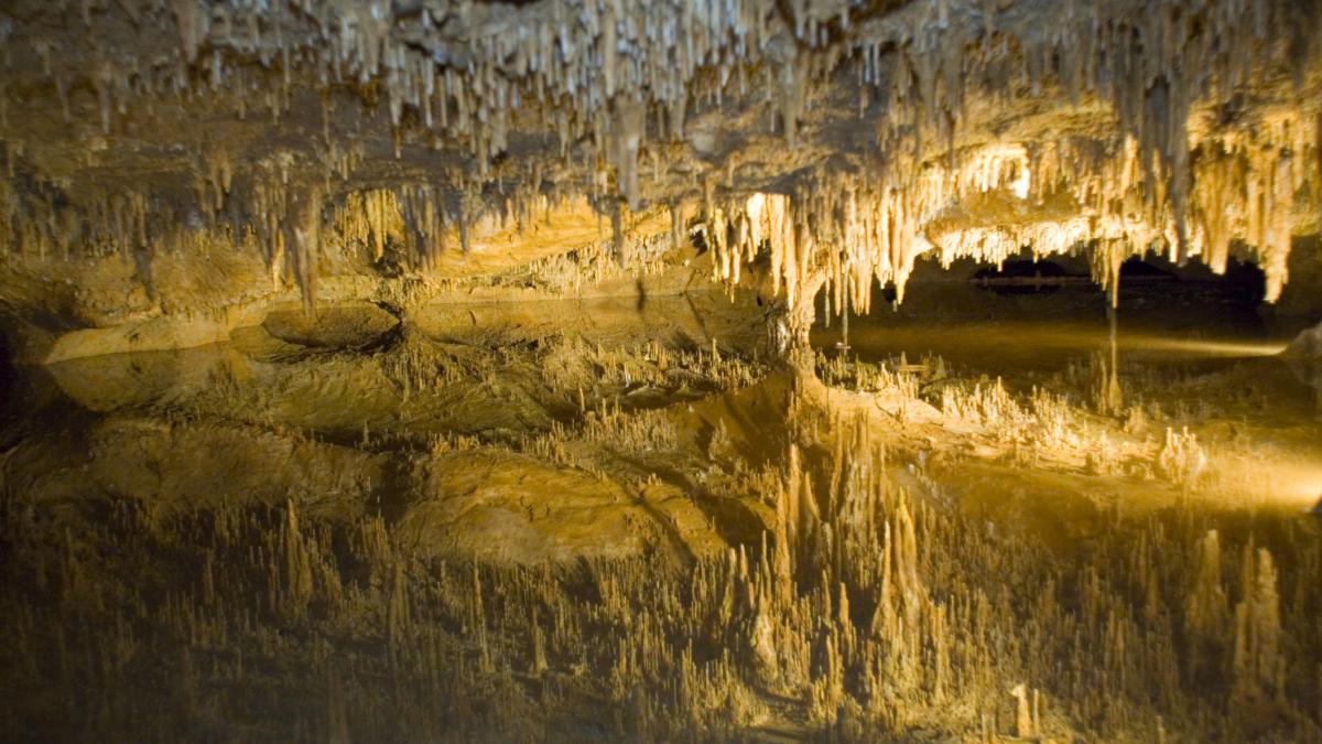 meghalaya cercetatorii indieni au descoperit noi specii de pesti intr o pestera de calcar