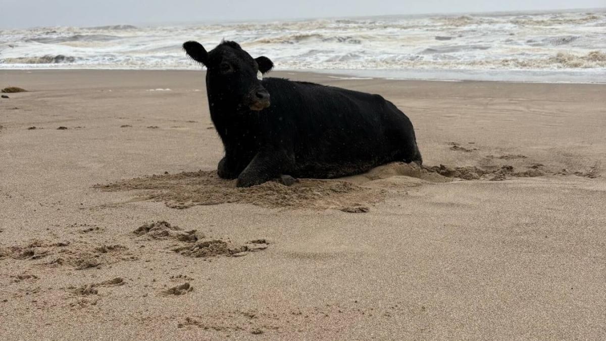 oamenii sunt uluiti o vaca luata de viitura si aruncata in ocean a fost gasita in viata la 70 km distanta de casa pe plaja
