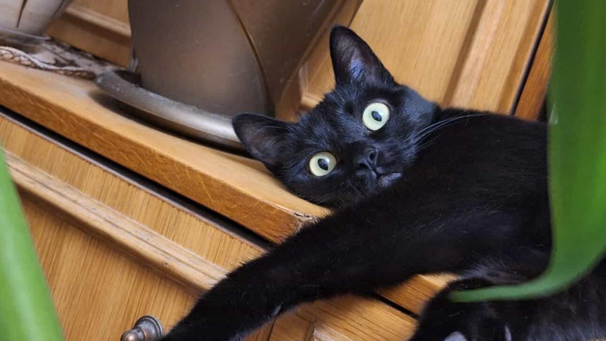 povestea lunei pisica bolnava de inima care a furat inimile salvatorilor