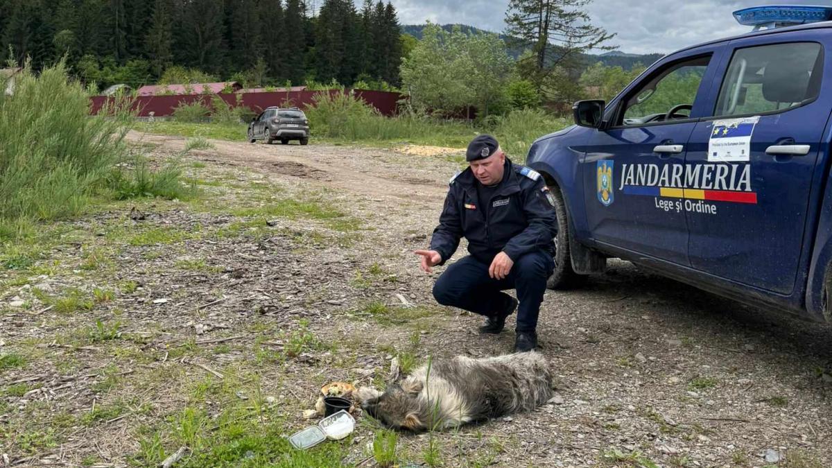 scene socante in suceava o femeie a legat un caine de masina si l a tarat pe o strada animalul a fost salvat de jandarmi