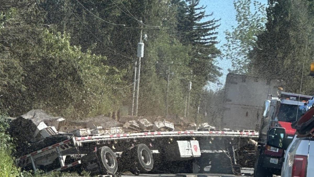 zumzetul care a speriat america 250 de milioane de albine au scapat dupa un accident de camion